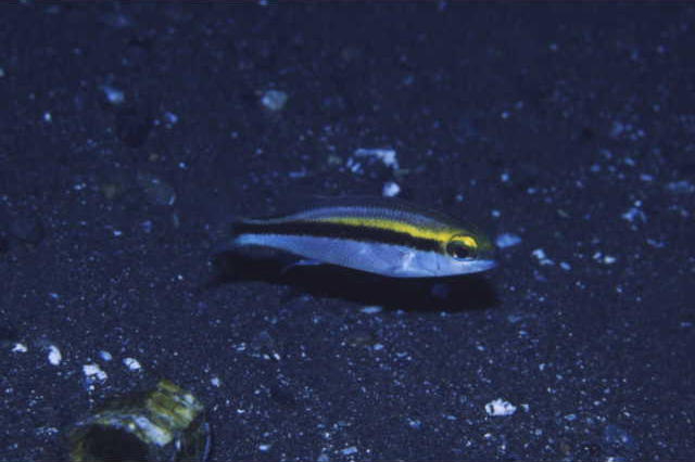 Scolopsis affinis